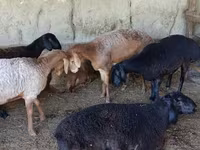 Qoyunlar (partiya, cinsi göstərilməyib), Qoyunlar — foto 5
