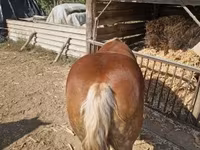 母马, Horses — 照片 6