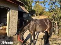 Kobila, Friesian — fotografija 2