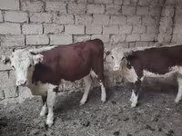 गाय, कजाख़स्तानी सफेद सिर वाली गाय — फ़ोटो 5