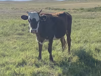 Ovca, Qashqai sheep — fotografija 3