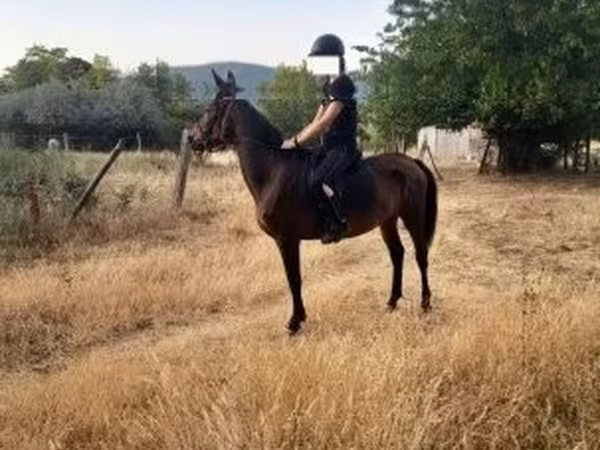 Mare, Horses