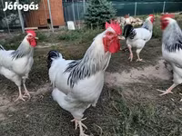 ससेक्स — फ़ोटो 2