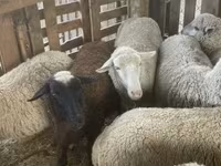 Qoʻy, Blackheaded Persian sheep — 3-rasm