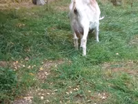 Chèvre, Chèvres — photo 5