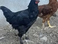 Chickens — foto 2