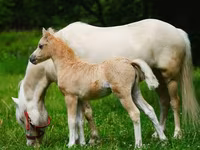 Pferde (Partie, Geschlecht nicht angegeben), Shetland Pony — Foto 3