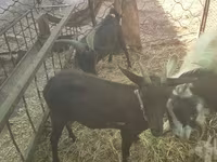 Ziege, Murcia-Granada goats — Foto 4