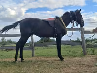 Koń, Nonius horse — zdjęcie 1