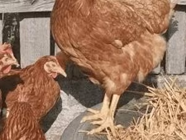 Chickens — Hungria