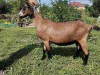 母山羊, Alpine goat — 照片 1