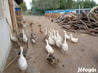 Geese — 照片 1