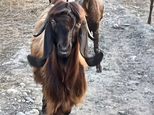 Ziege, Damask goat