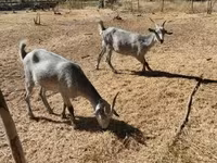 Cabra, Nubian Goat — foto 5