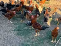 Chickens — fotografija 4