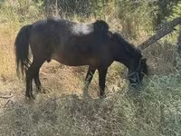 Cavalo, Cavalos — foto 2