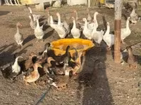 Ducks — फ़ोटो 1