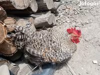 Chickens — Foto 7