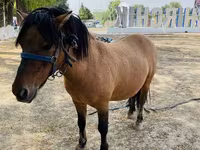 Pferde (Partie, Geschlecht nicht angegeben), Australian Pony — Foto 1
