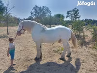 Hengst, Percheron — Foto 6