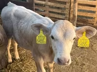 Bik, Charolais cattle — fotografija 2