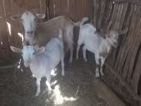 Goat, Goats — photo 3
