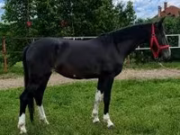Pastuv, Dutch warmblood horse — fotografija 1