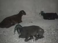 Ovca, Karakul sheep — fotografija 3