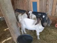 Теке, Boer goat — 4-сурет