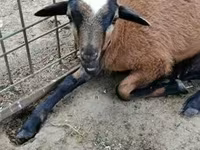母羊, Cameroon sheep — 照片 1