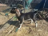 बकरी, Alpine goat — फ़ोटो 6