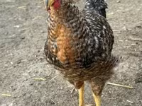 Chickens — fotografija 2