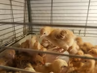 Chickens — Foto 8