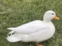 Ducks — الصورة 5