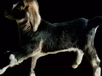 बकरी, Alpine goat — फ़ोटो 2