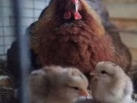Chickens — الصورة 3
