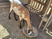 Chèvre, LaMancha goats — photo 3