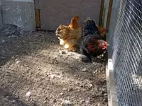 Chickens — फ़ोटो 5