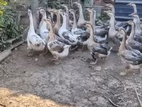 Geese — Foto 5