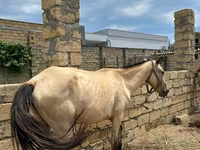 Horses (batch, sex not specified), Horses — photo 4