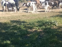 Bik, Russian Black pied cattle — fotografija 2