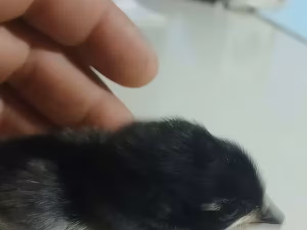 Australijska pit borbena kokoš