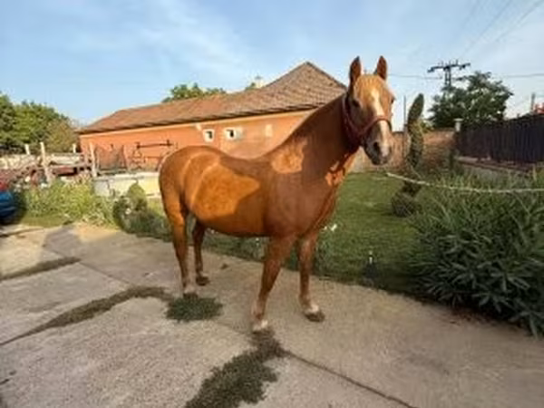 घोड़ी, Haflinger