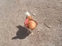 Chickens — Foto 2