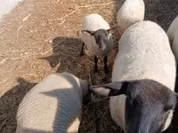 公羊, White Suffolk sheep — 照片 3