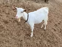 母山羊, Saanen goat — 照片 1