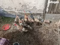 Turkeys — photo 2