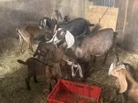 Kozy (partia, płeć nieokreślona), Kozy — zdjęcie 4