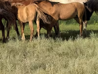 公马, Kazakh horse — 照片 2