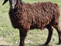 Ovelhas (lote, sexo não especificado), Ovelhas — foto 1